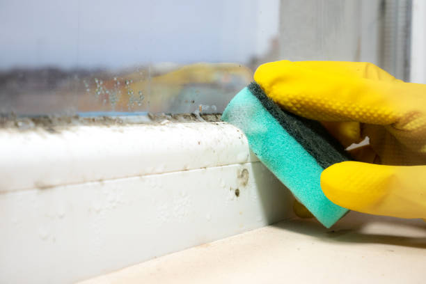 Best Commercial Mold Removal  in Shakopee, MN