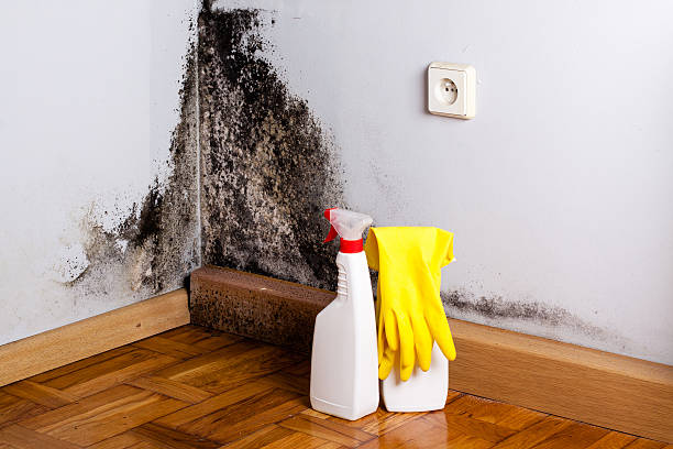Best Residential Mold Removal  in Shakopee, MN