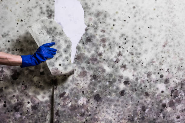 Best Attic Mold Removal  in Shakopee, MN